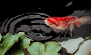 博贺港码头