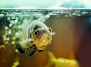 金虎