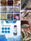 鱼药