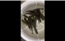 青鱼苗10-13公分规格